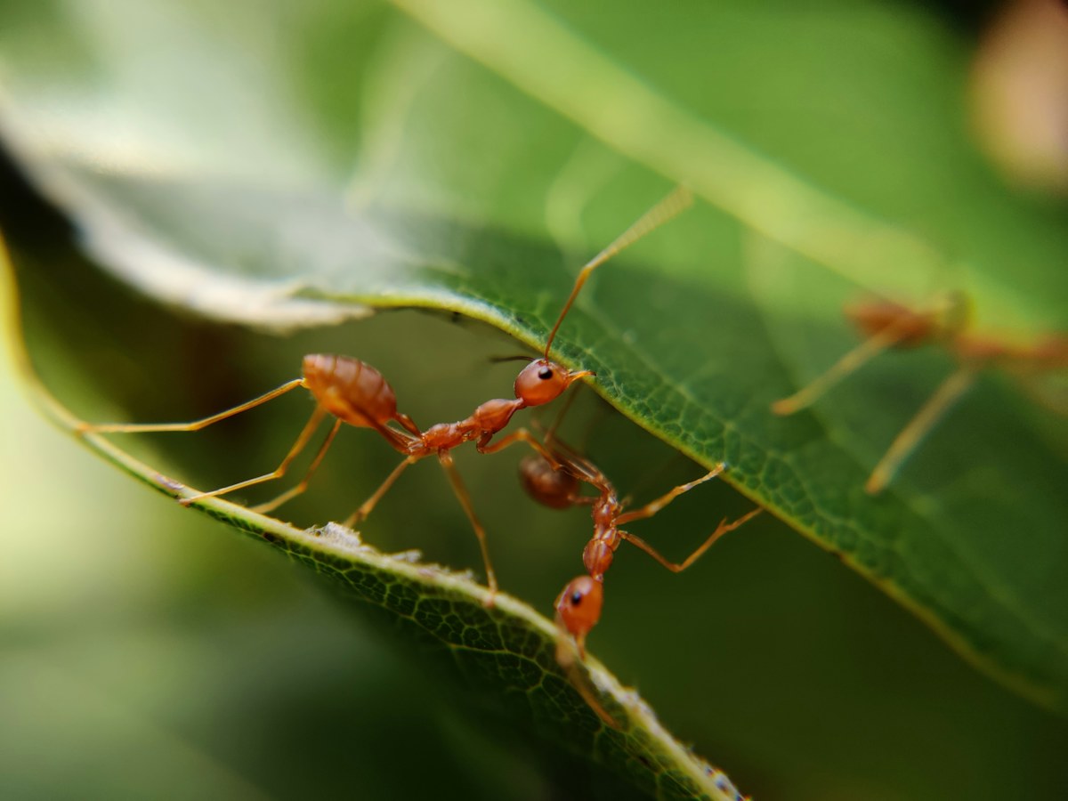 Groupe de fourmis photographié en gros plan